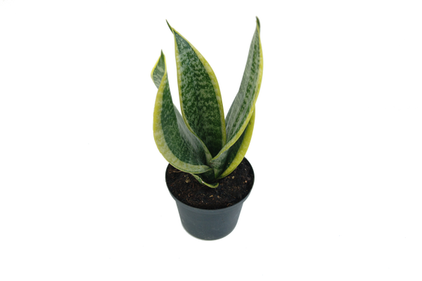 Sansevieria trifasciata 'Futura superba'