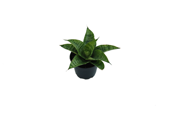 Sansevieria hybride 'Gabriella'