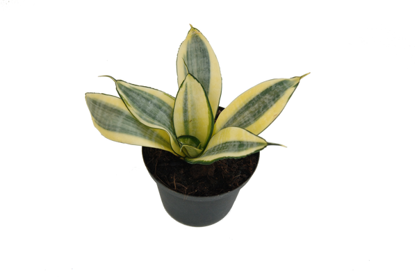 Sansevieria hahnii 'Gold Dust'