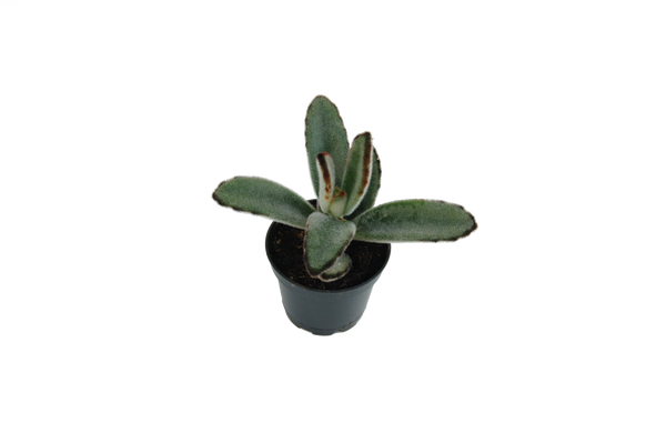 Kalanchoe Tomentosa 'Pistachoa'