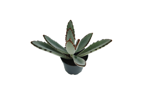 Kalanchoe tomentosa 'Tropica'