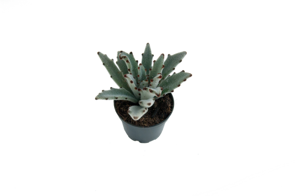 Kalanchoe tomentosa 'Sid'