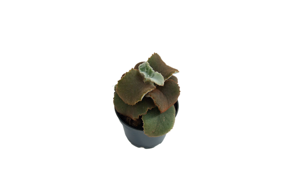 Kalanchoe beharensis 'Brown Dwarf'