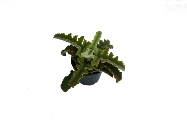 Kalanchoe tomentosa 'Maltese Cross'