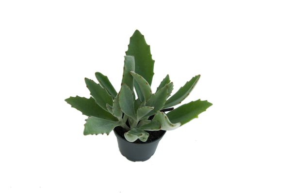 Kalanchoe tomentosa 'Roseleaf