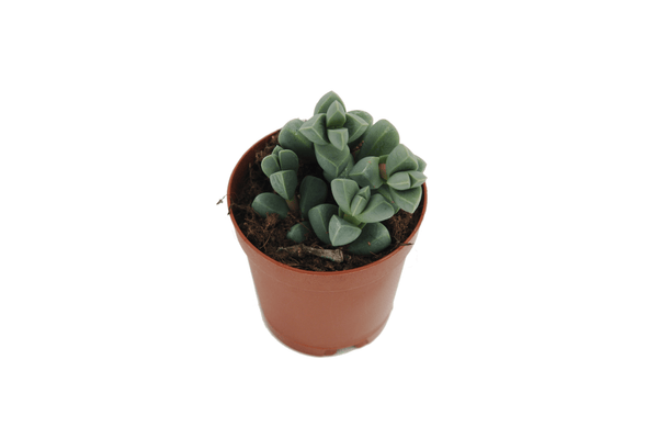 Delosperma lehmanii