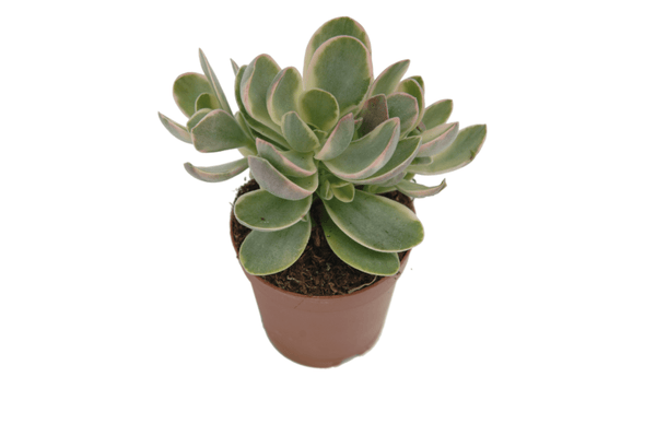 Aeonium castello-paivae