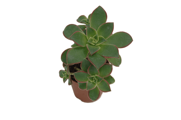 Aeonium haworthii 'Kiwi'
