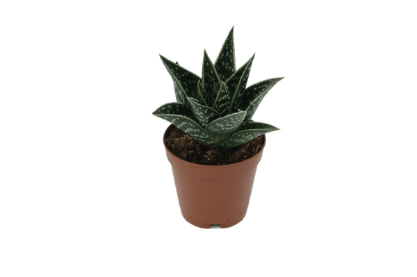 Aloe Interstellar