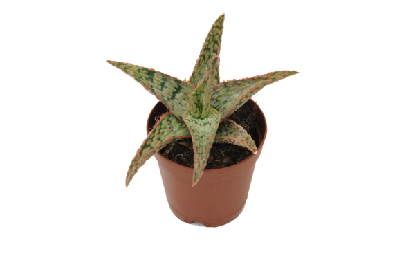 Aloe rauhii 'Pink Blush'
