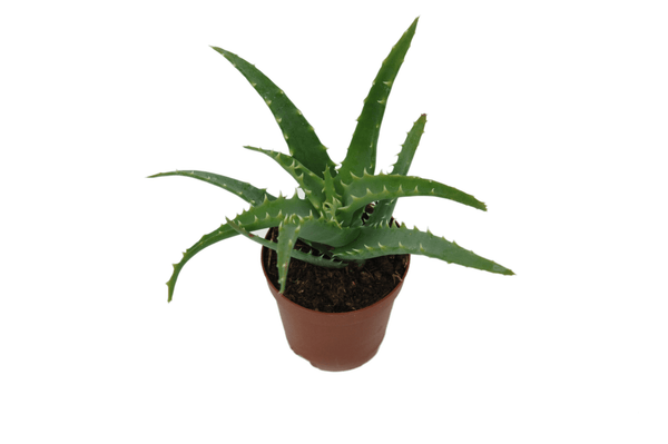Aloe spinossisima