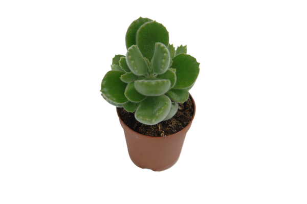 Cotyledon tomentosa 'Bärentatze'