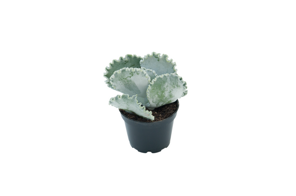Cotyledon orbiculata 'Silver ruffles'