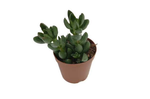 Crassula Benjamin