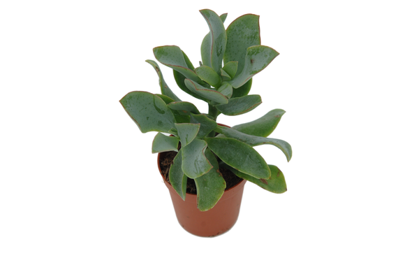 Crassula arborescens subsp. undulatifolia