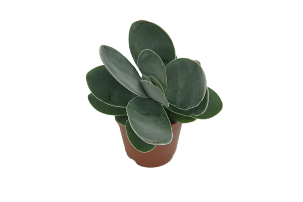 Crassula cotyledonis 'Dubia'