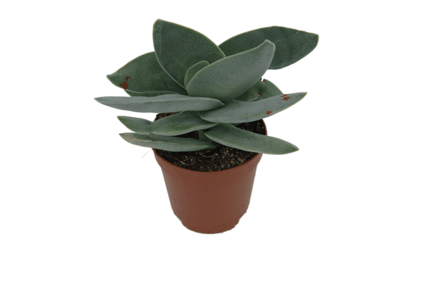 Crassula perfoliata var. falcata