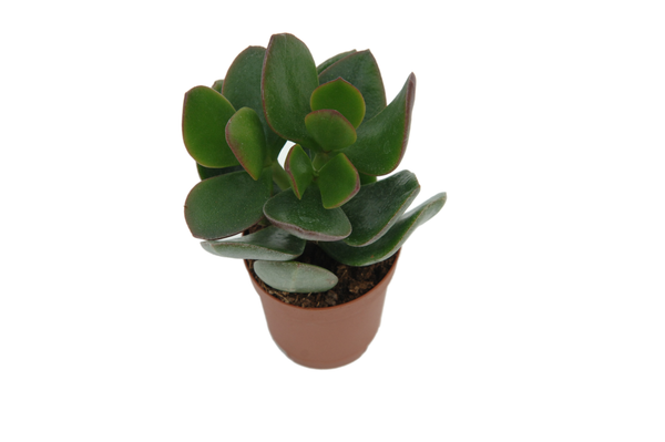 Crassula ovata minor 'Geldbaum'