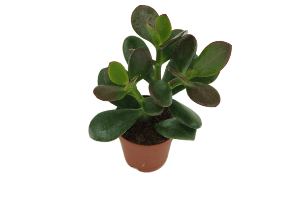 Crassula ovata
