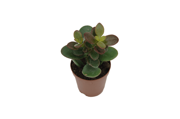Crassula ovata 'Minima'