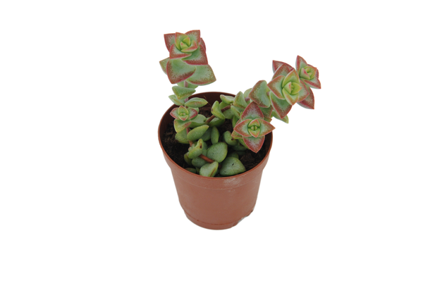 Crassula perforata 'String of Buttons'