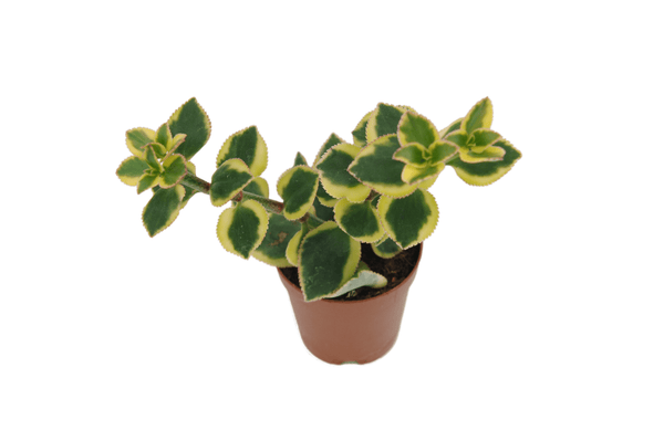 Crassula sarmentosa 'Comet'