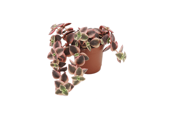 Crassula pellucida 'Desert Diamond'
