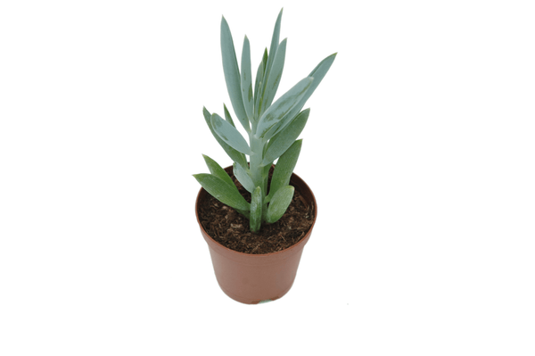 Curio repens