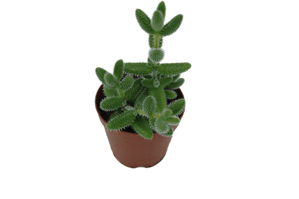 Delosperma echinatum