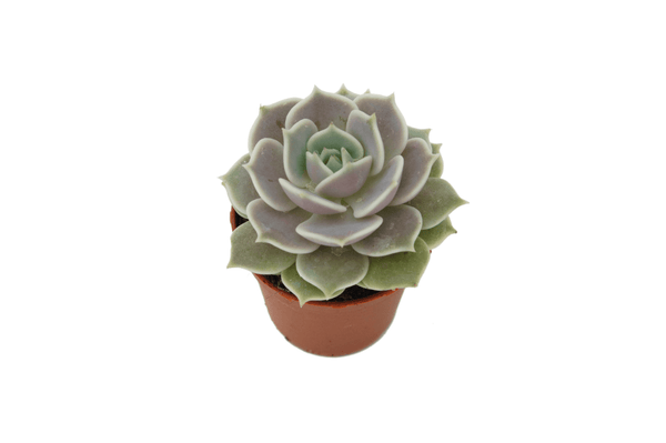 Echeveria 'Lola'