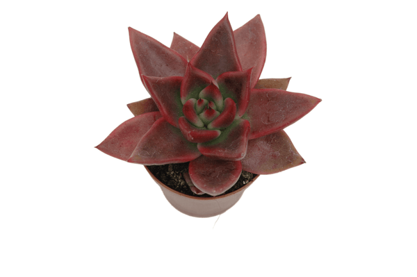 Echeveria avagoides 'Mars'