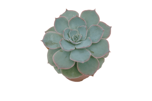 Echeveria Metallica 'Pearl'