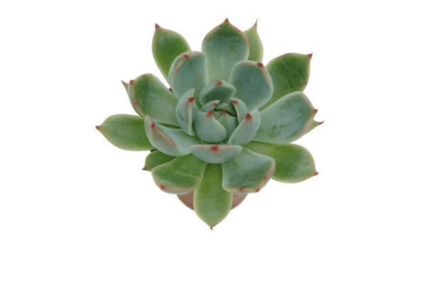 Echeveria 'Pluto'