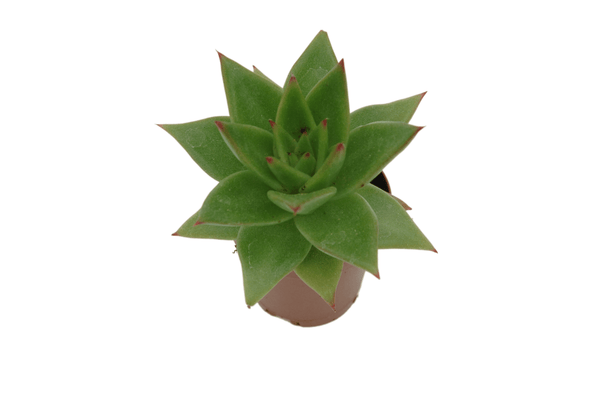 Echeveria agavoides