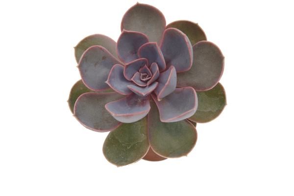 Echeveria gibbiflora 'Purple Pearl'