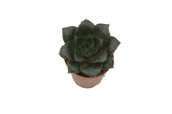 Echeveria moranii