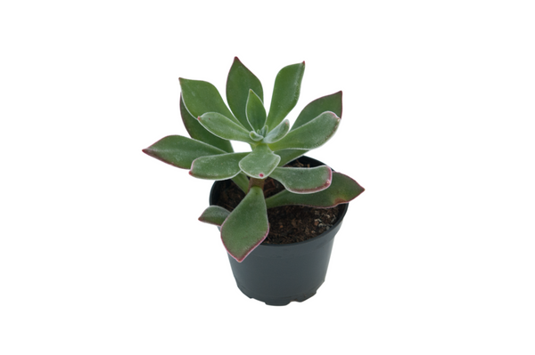 Echeveria pulvinata