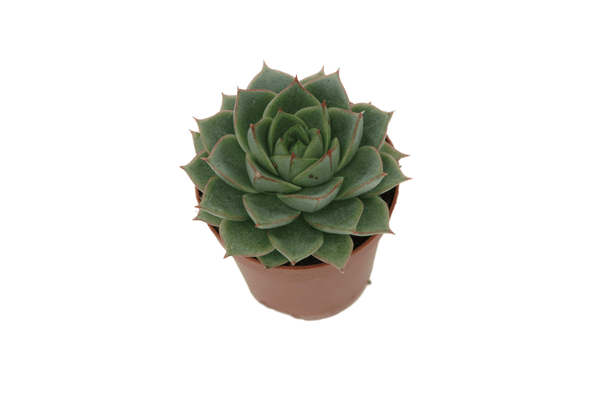 Echeveria purpusorum 'Green Gilva'