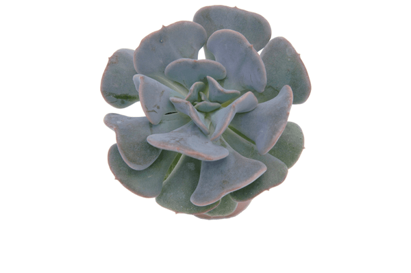 Echeveria runyonii 'Rose'