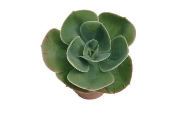 Echeveria secunda