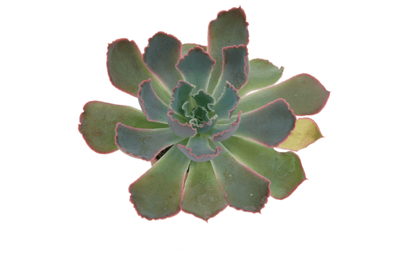 Echeveria shaviana