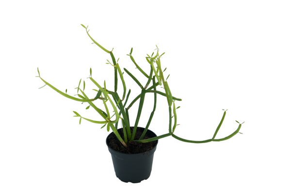 Euphorbia tirucalli 'Sticks on Fire'