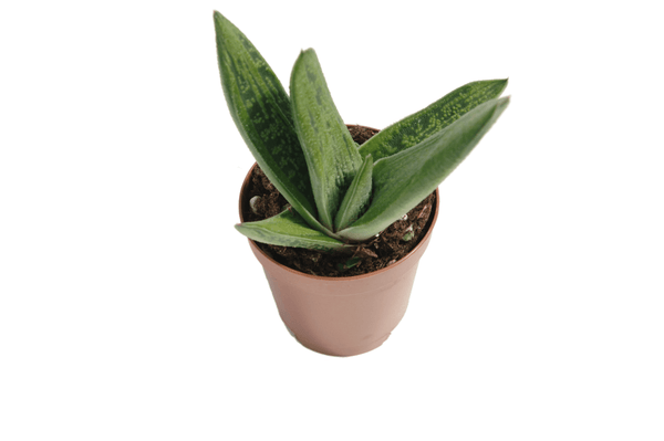 Gasteria 'Dragon Skin'