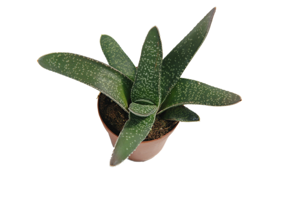 Gasteria carinata var. verrucosa