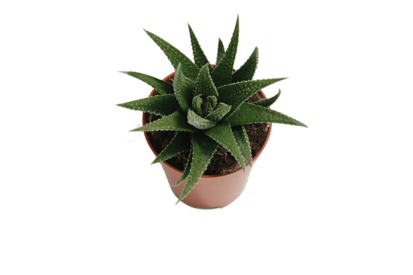 Haworthiopsis attenuata 'Zebra'