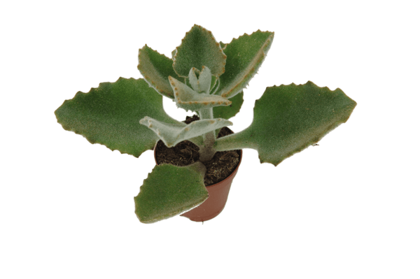 Kalanchoe beharensis