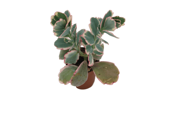 Kalanchoe fedtschenkoi 'Lavender Scallops'