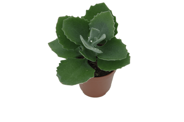 Kalanchoe millotii 'Raym'