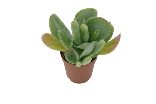 Kalanchoe luciae 'Oricula'