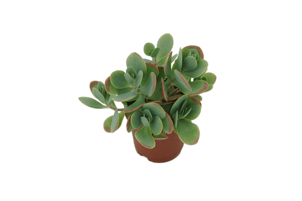 Kalanchoe rotundifolia